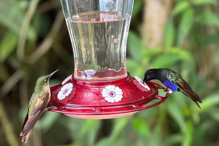 Mindo Cloud Forest Day Tour: Hummingbirds, Waterfall & Chocolate Tasting from Quito photo 6