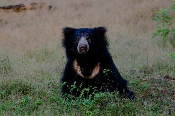 Yala Full-Day Safari from Hambantota Port — Leopard Sightings & Coastal Wilderness photo 3