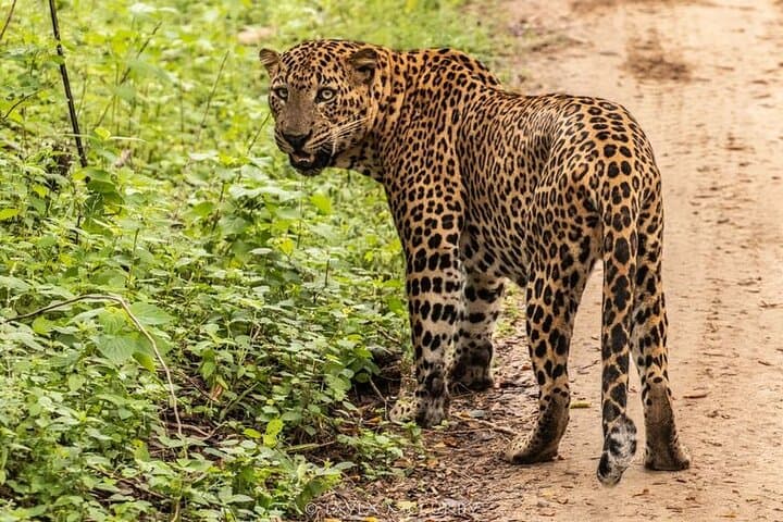 Yala Full-Day Safari from Hambantota Port — Leopard Sightings & Coastal Wilderness photo 1