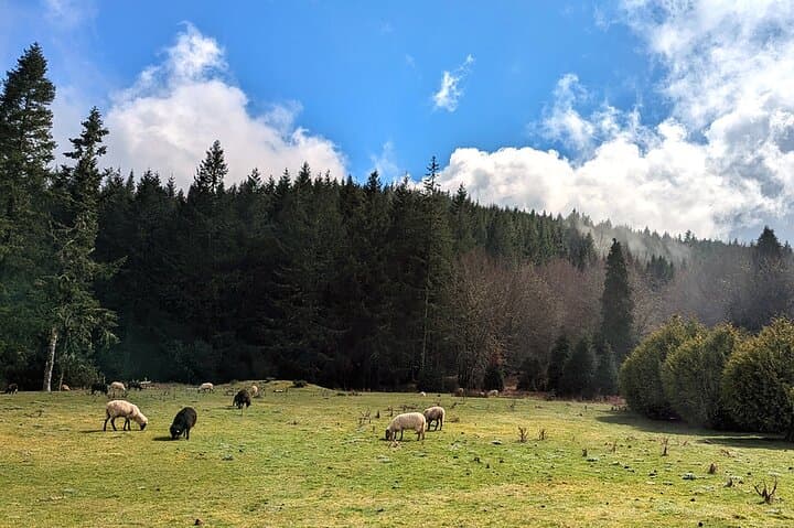 Pico do Arieiro Half-Day Private Tour from Funchal — Mountain Views & Levada Insight photo 6