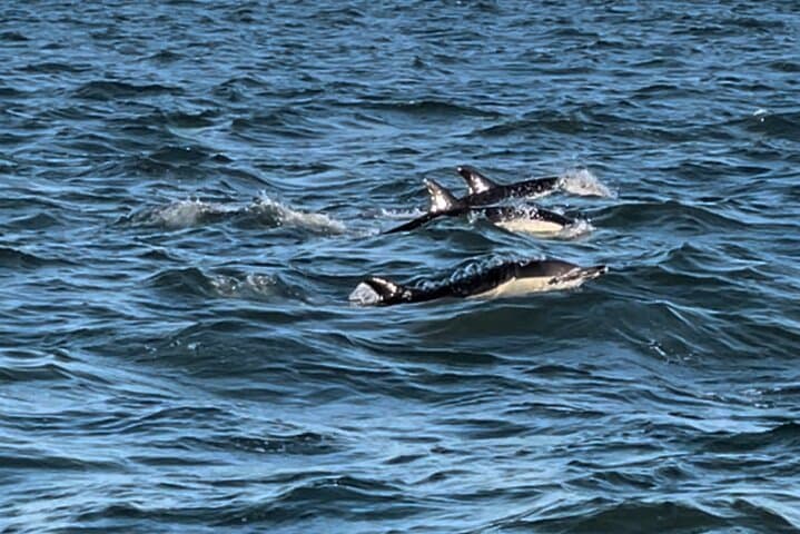 Sail the Tagus: 2-Hour Lisbon Sailboat Excursion with Sunset and Dolphins photo 3