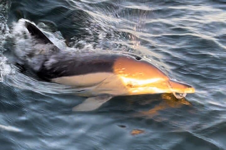 Sail the Tagus: 2-Hour Lisbon Sailboat Excursion with Sunset and Dolphins photo 6