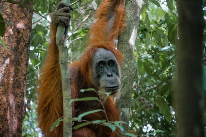 Ethical 2-Day Jungle Trek to Bukit Lawang's Orangutans