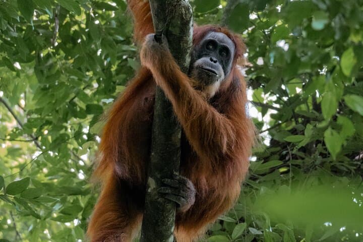 Ethical 2-Day Jungle Trek to Bukit Lawang's Orangutans photo 2