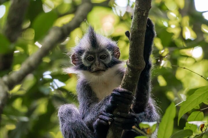 Ethical 2-Day Jungle Trek to Bukit Lawang's Orangutans photo 3