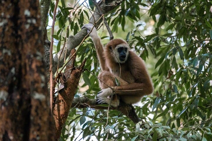 Ethical 2-Day Jungle Trek to Bukit Lawang's Orangutans photo 4