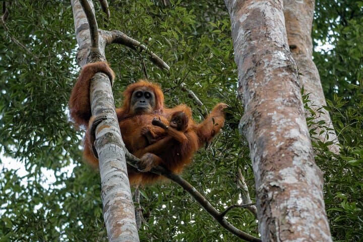 Ethical 2-Day Jungle Trek to Bukit Lawang's Orangutans photo 5