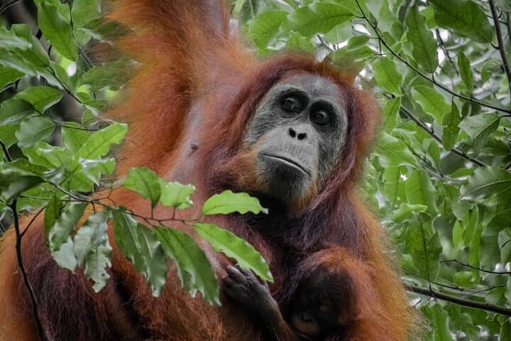 Ethical 2-Day Jungle Trek to Bukit Lawang's Orangutans photo 6