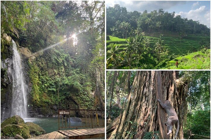 Ubud Half-Day: Monkey Forest, Tegalalang Rice Terrace & Ulu Petanu Waterfall