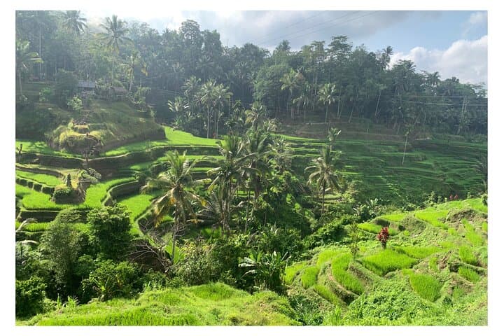 Ubud Half-Day: Monkey Forest, Tegalalang Rice Terrace & Ulu Petanu Waterfall photo 3