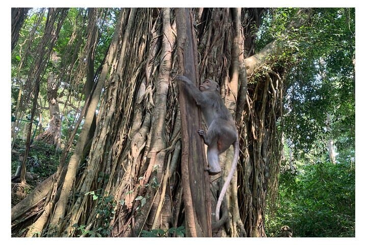 Ubud Half-Day: Monkey Forest, Tegalalang Rice Terrace & Ulu Petanu Waterfall photo 5