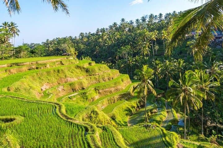 Ubud Half-Day: Monkey Forest, Tegalalang Rice Terrace & Ulu Petanu Waterfall photo 6