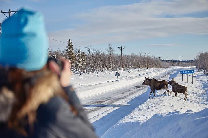 Half-Day Arctic Wildlife Photography Tour Near Kiruna photo 1