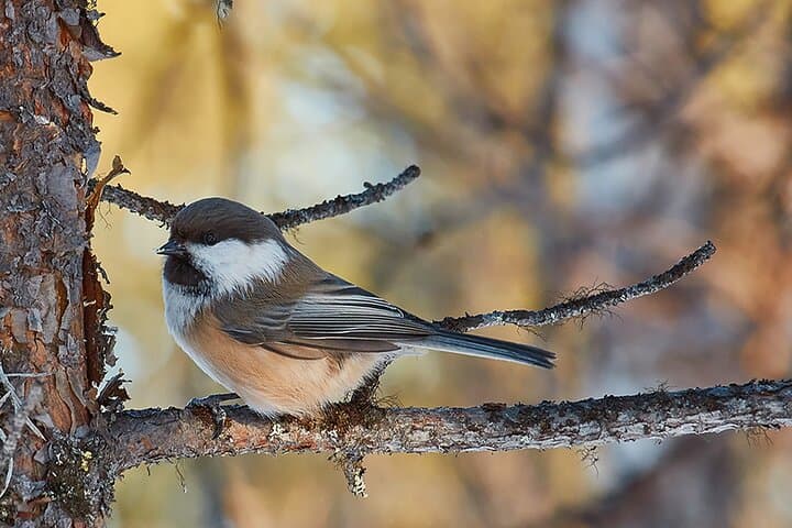 Half-Day Arctic Wildlife Photography Tour Near Kiruna photo 3