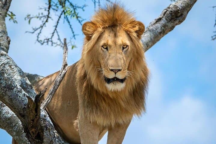 12-Day Kenya and Tanzania Safari: Masai Mara to Serengeti Camping Adventure photo 4