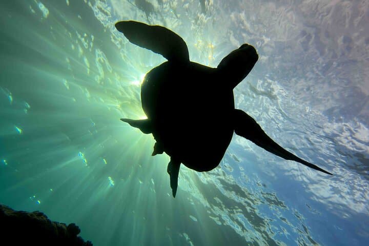 Kauai Beginner SCUBA at Koloa Landing — Guided Shore Dives & Turtle Encounters photo 4