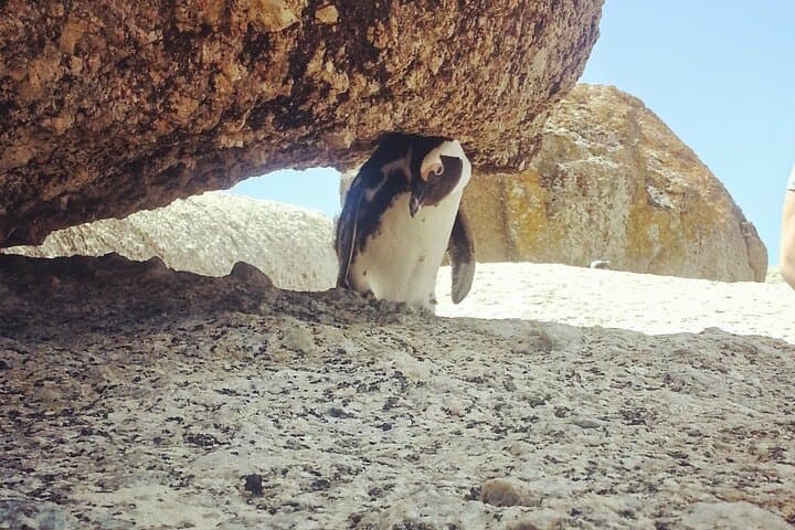 Cape Peninsula Full-Day Private Tour to Cape Point & Boulders Beach