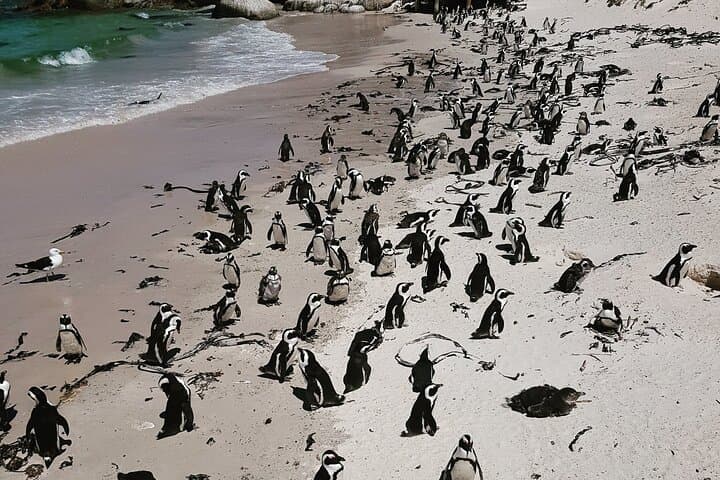 Cape Peninsula Full-Day Private Tour to Cape Point & Boulders Beach photo 2
