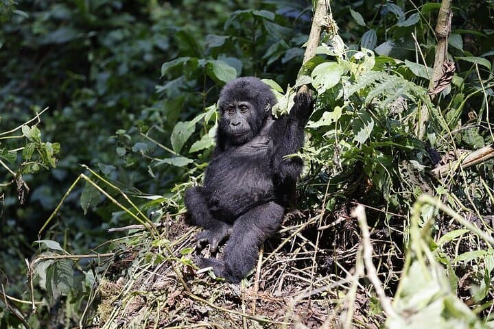 3-Day Uganda Gorilla Trekking & Batwa Cultural Experience in Bwindi photo 5
