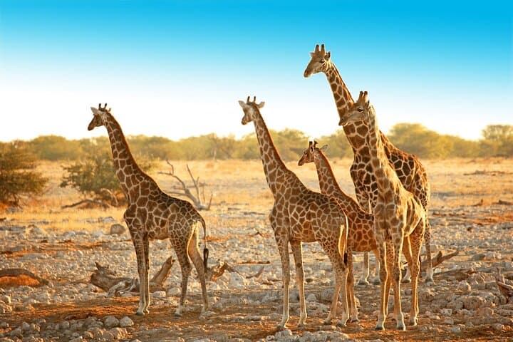 3-Day Masai Mara Safari: Big Five, Migration & Lake Nakuru photo 5
