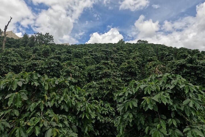 Private Da Lat Day Trip from Nha Trang: Datanla Waterfall, Truc Lam & Coffee Gardens photo 4