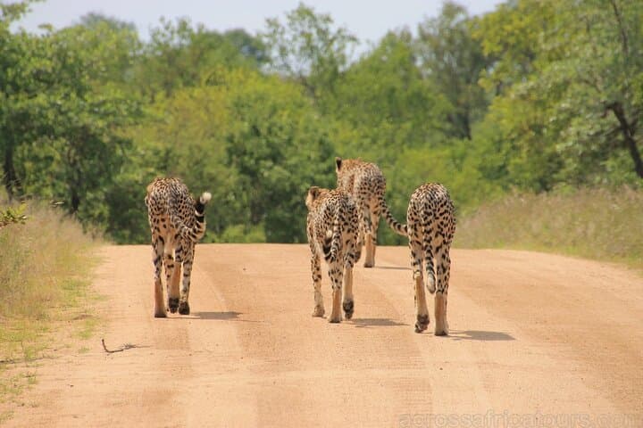 7-Day Family Safari: Kruger, Victoria Falls & Chobe (Comfort)