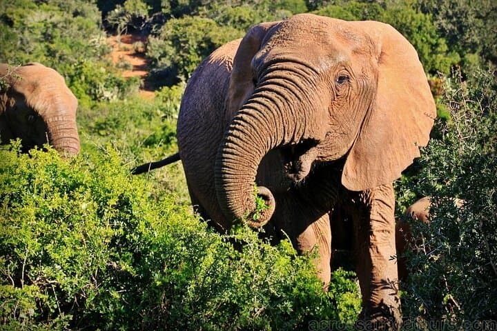 7-Day Family Safari: Kruger, Victoria Falls & Chobe (Comfort) photo 2