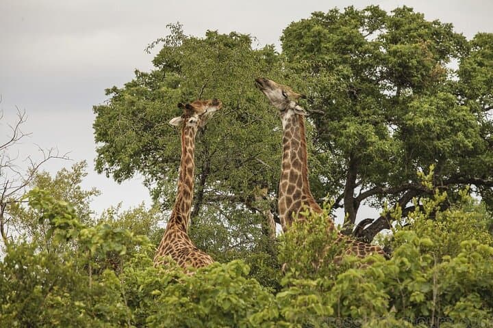 7-Day Family Safari: Kruger, Victoria Falls & Chobe (Comfort) photo 3
