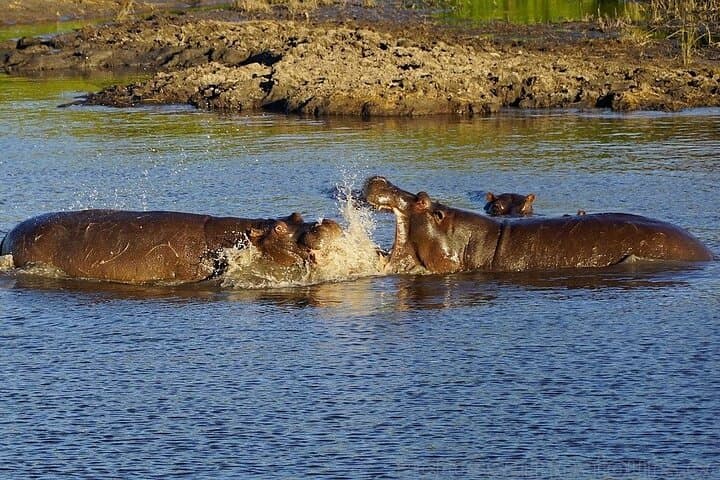 7-Day Family Safari: Kruger, Victoria Falls & Chobe (Comfort) photo 4