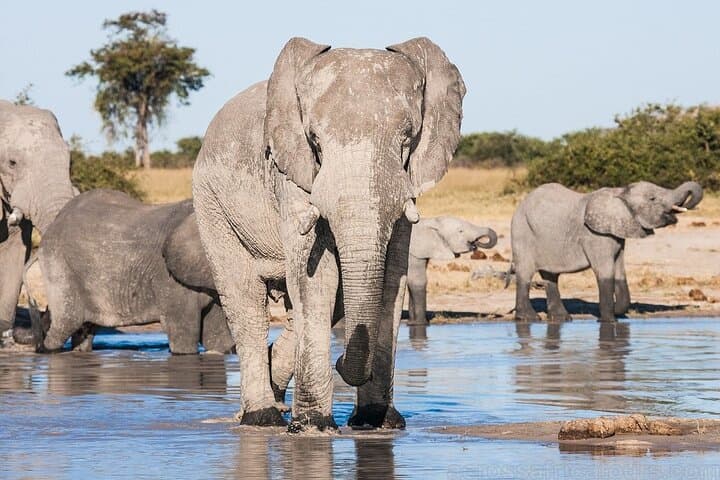 7-Day Family Safari: Kruger, Victoria Falls & Chobe (Comfort) photo 5