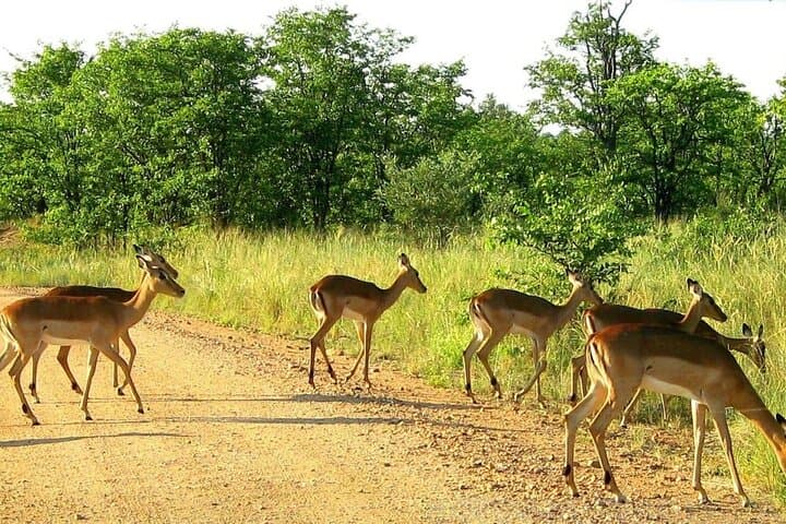 7-Day Family Safari: Kruger, Victoria Falls & Chobe (Comfort) photo 6