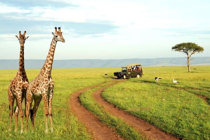 Half-Day Tala Game Reserve Safari and Durban City Highlights