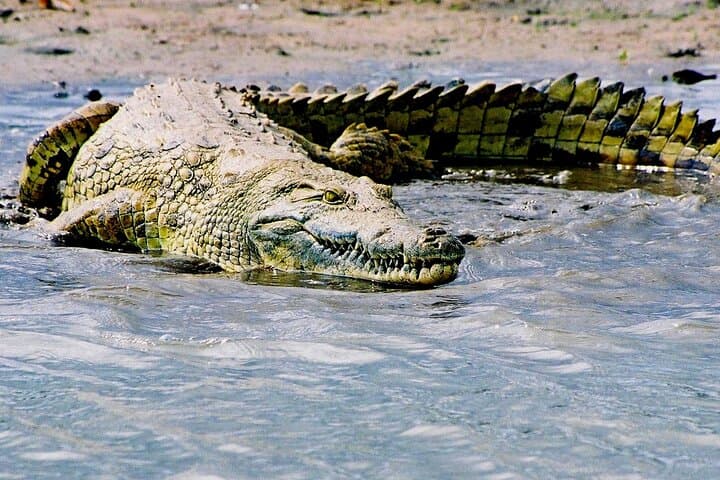St Lucia Estuary Hippo & Crocodile Boat Safari from Richards Bay