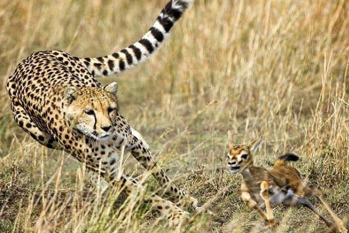 3-Day Masai Mara Safari: Big Five, Migration & Multi-Day Game Drives