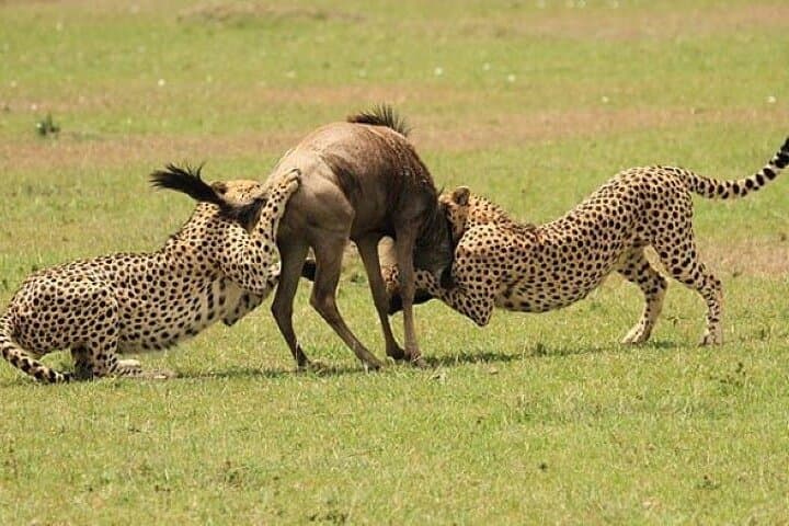 3-Day Masai Mara Safari: Big Five, Migration & Multi-Day Game Drives photo 2