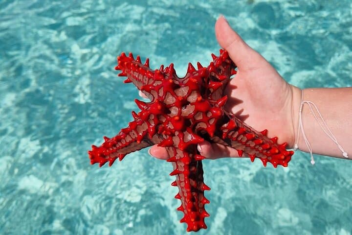 Mnemba Island Snorkeling Tour: Half-Day Coral Reef Adventure in Zanzibar photo 3