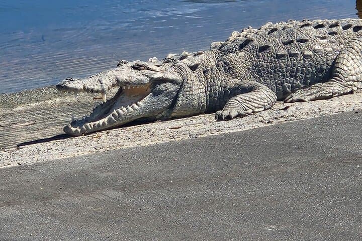 everglades-3-hikes-90-minute-boat-tour-lunch photo 3