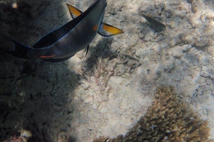 Hurghada Dolphin House Full-Day: Swim with Dolphins, Snorkel & Lunch photo 2