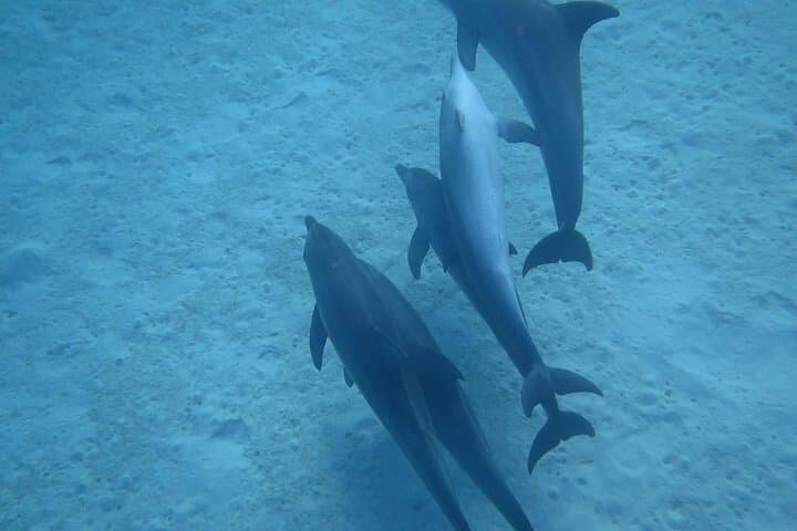 Hurghada Dolphin House Full-Day: Swim with Dolphins, Snorkel & Lunch photo 3
