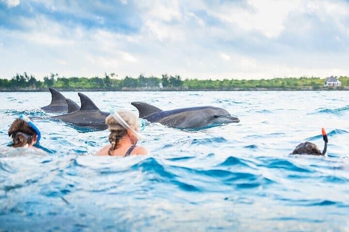 Hurghada Dolphin House Full-Day: Swim with Dolphins, Snorkel & Lunch