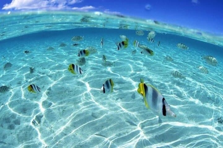 Bora Bora Eco Snorkel: Half-Day Lagoon Tour with Rays & Reefs photo 4