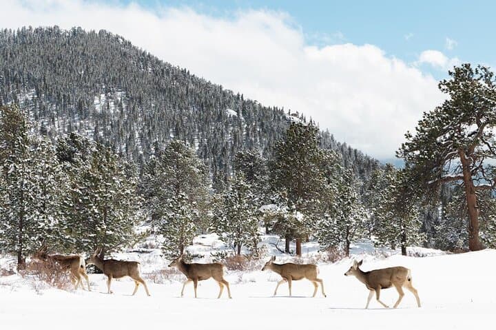 Private Winter Sledding Tour on Trail Ridge Road — Rocky Mountain National Park photo 3