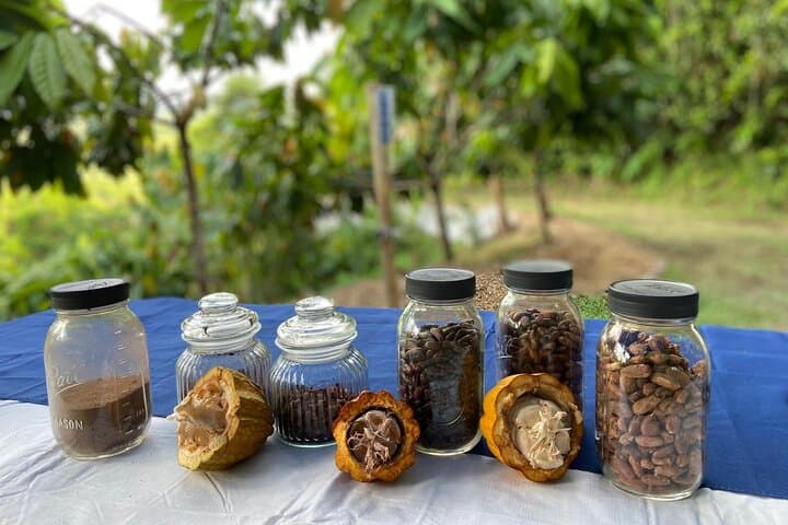 Cacao Walking Tour in Puerto Rico — 20-Acre Farm-to-Table Chocolate Experience photo 2