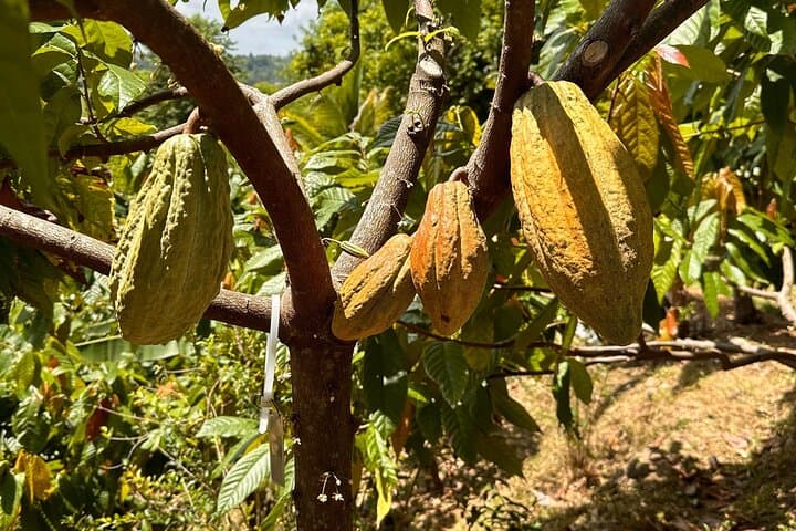 Cacao Walking Tour in Puerto Rico — 20-Acre Farm-to-Table Chocolate Experience photo 3