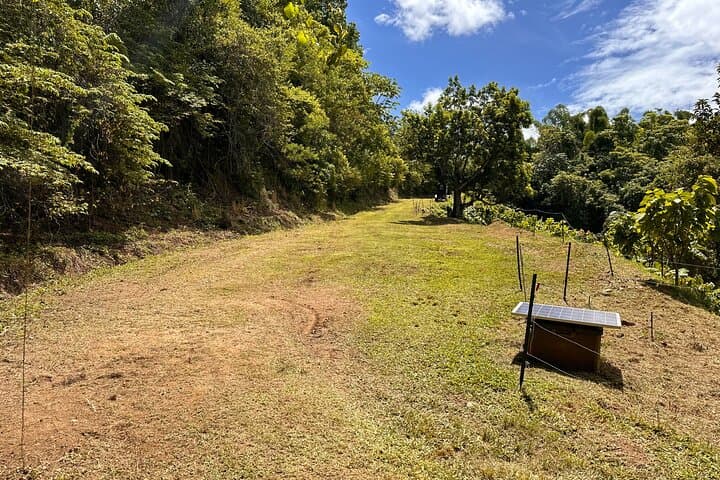 Cacao Walking Tour in Puerto Rico — 20-Acre Farm-to-Table Chocolate Experience photo 5