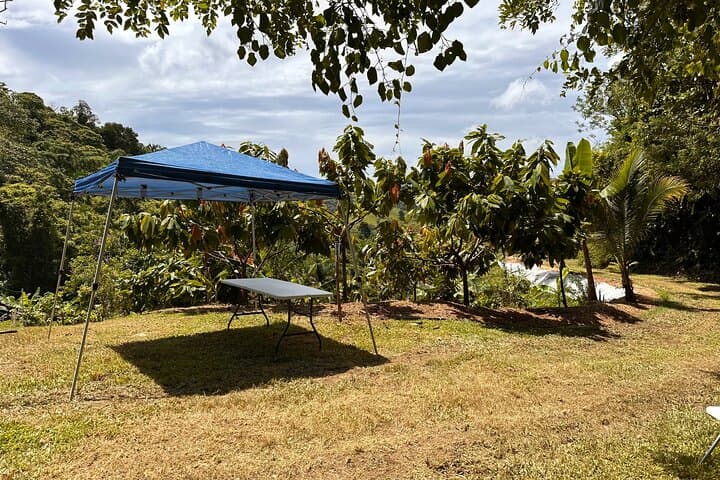 Cacao Walking Tour in Puerto Rico — 20-Acre Farm-to-Table Chocolate Experience photo 6