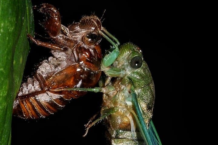 La Fortuna Night Walk: Guided Nocturnal Wildlife Tour photo 6