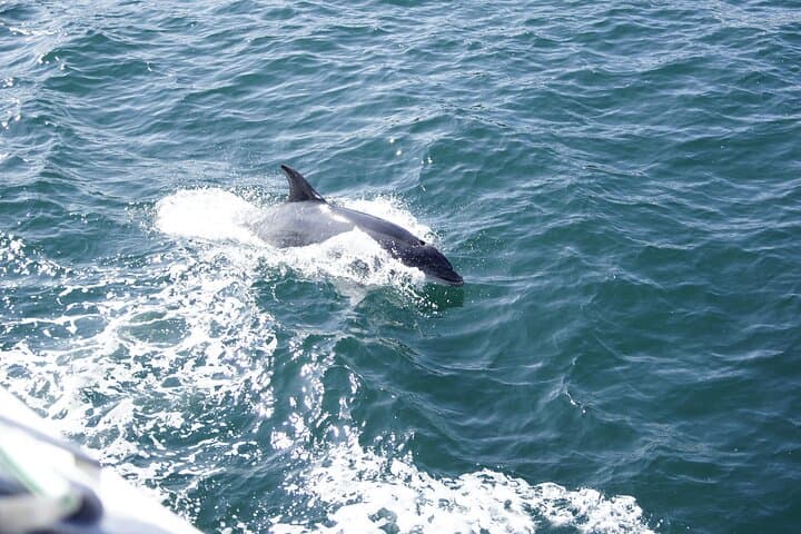Sail With Santa Dolphin Watch — 90-Min Harbor Cruise in St. Augustine photo 5
