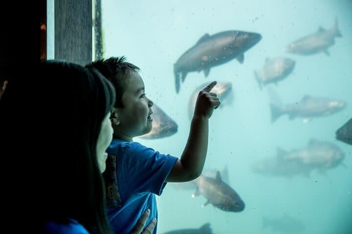 Time Tripper Queenstown: Underwater Observatory Show at Lake Wakatipu