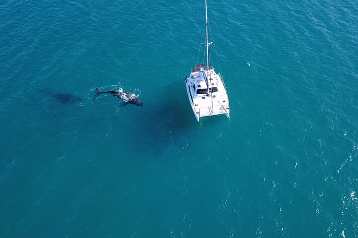 Private Overnight Skippered Humpback Whale-Watching Charter from Hervey Bay photo 4